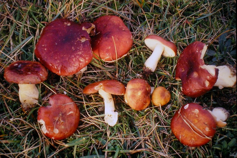 Russula subrubens (door Aldert Gutter)