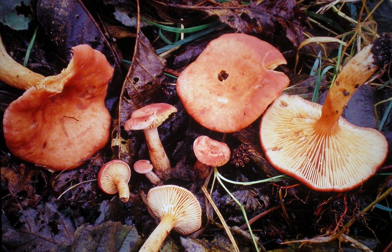 Lactarius lilacinus (door Aldert Gutter)