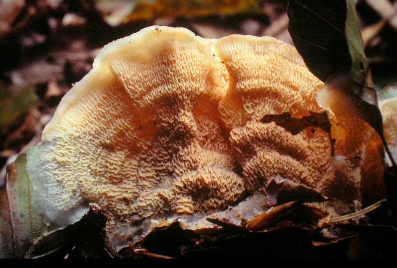 Phlebia tremellosa (door Aldert Gutter)