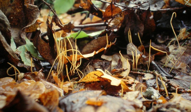 Macrotyphula juncea (door Aldert Gutter)