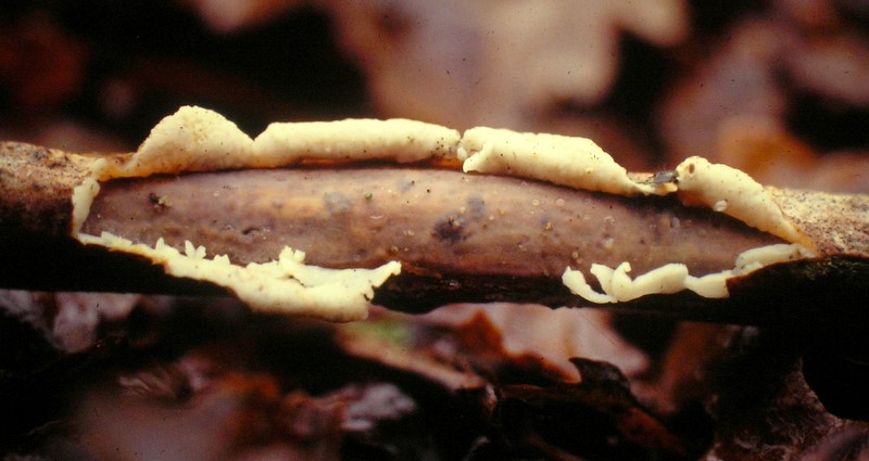 Vuilleminia comedens (door Aldert Gutter)