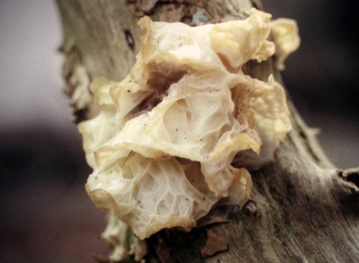 Auricularia auricula-judae var. lactea (door Aldert Gutter)