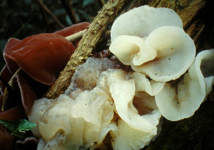 Auricularia auricula-judae var. lactea (door Aldert Gutter)