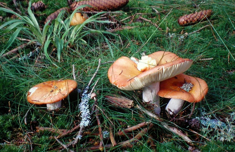 Russula decolorans (door Aldert Gutter)