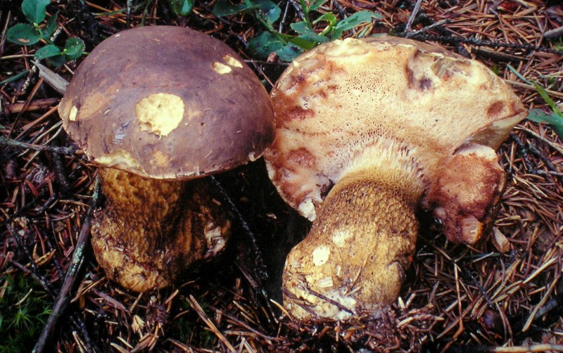 Tylopilus felleus (door Aldert Gutter)