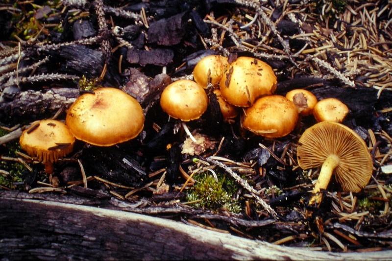 Gymnopilus odini sl, incl. decipiens (door Aldert Gutter)