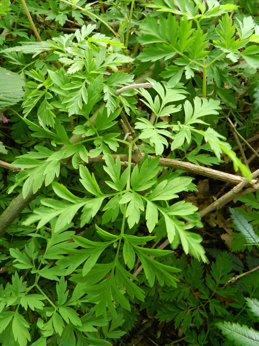 Dicentra formosa (door Rutger Barendse)