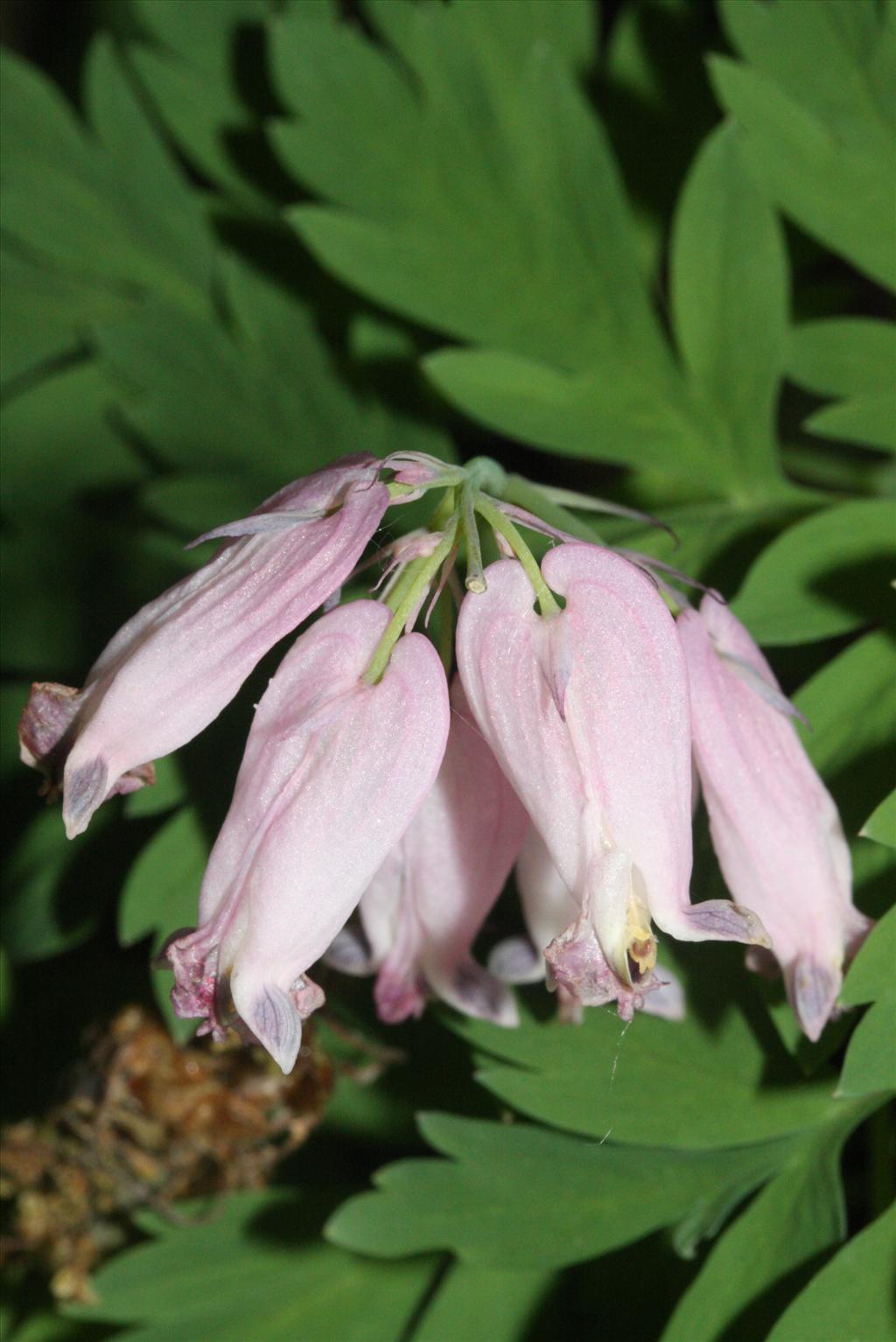 Dicentra formosa (door Rutger Barendse)