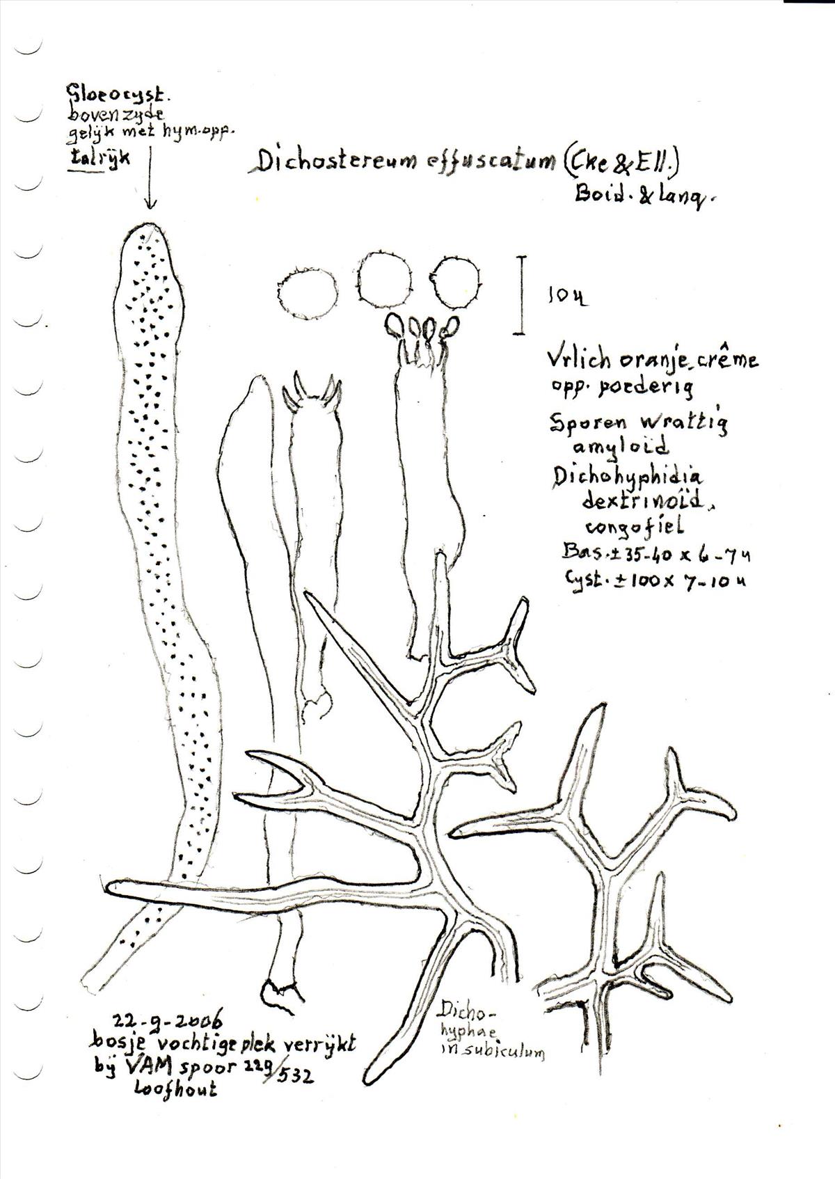 Dichostereum effuscatum (door Bernhard de Vries)