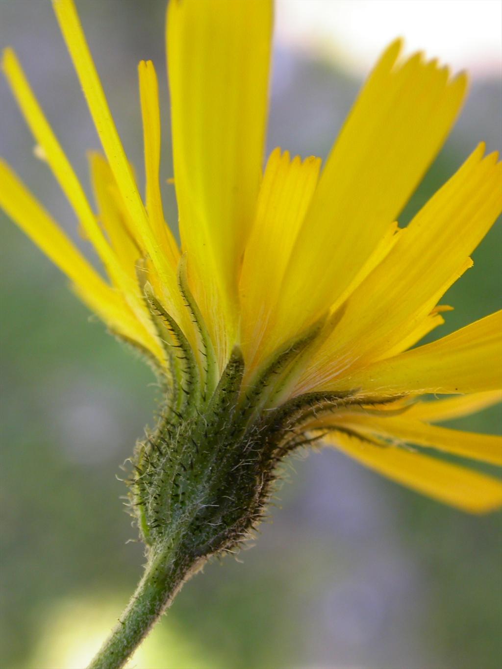 Hieracium sect. Vulgata (door Peter Meininger)