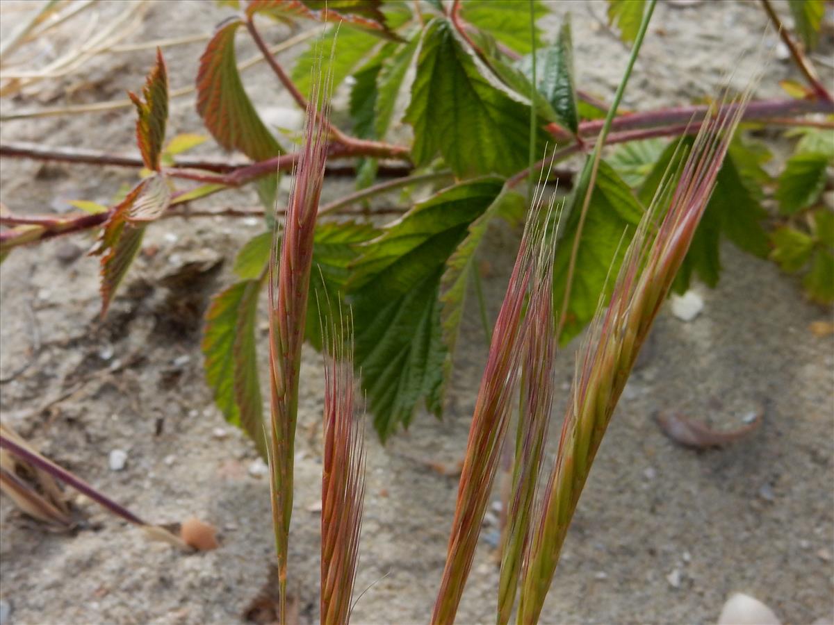 Vulpia fasciculata (door Peter Meininger)