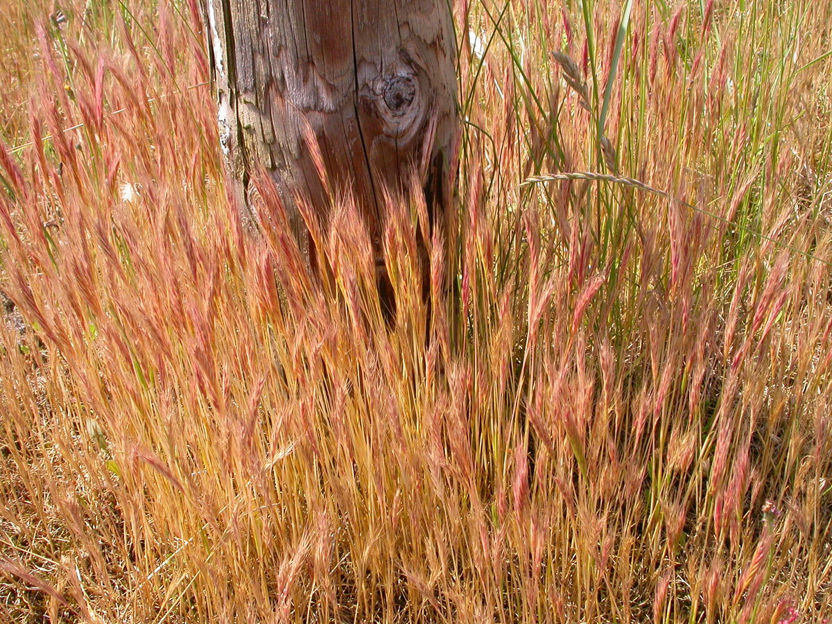 Vulpia fasciculata (door Peter Meininger)