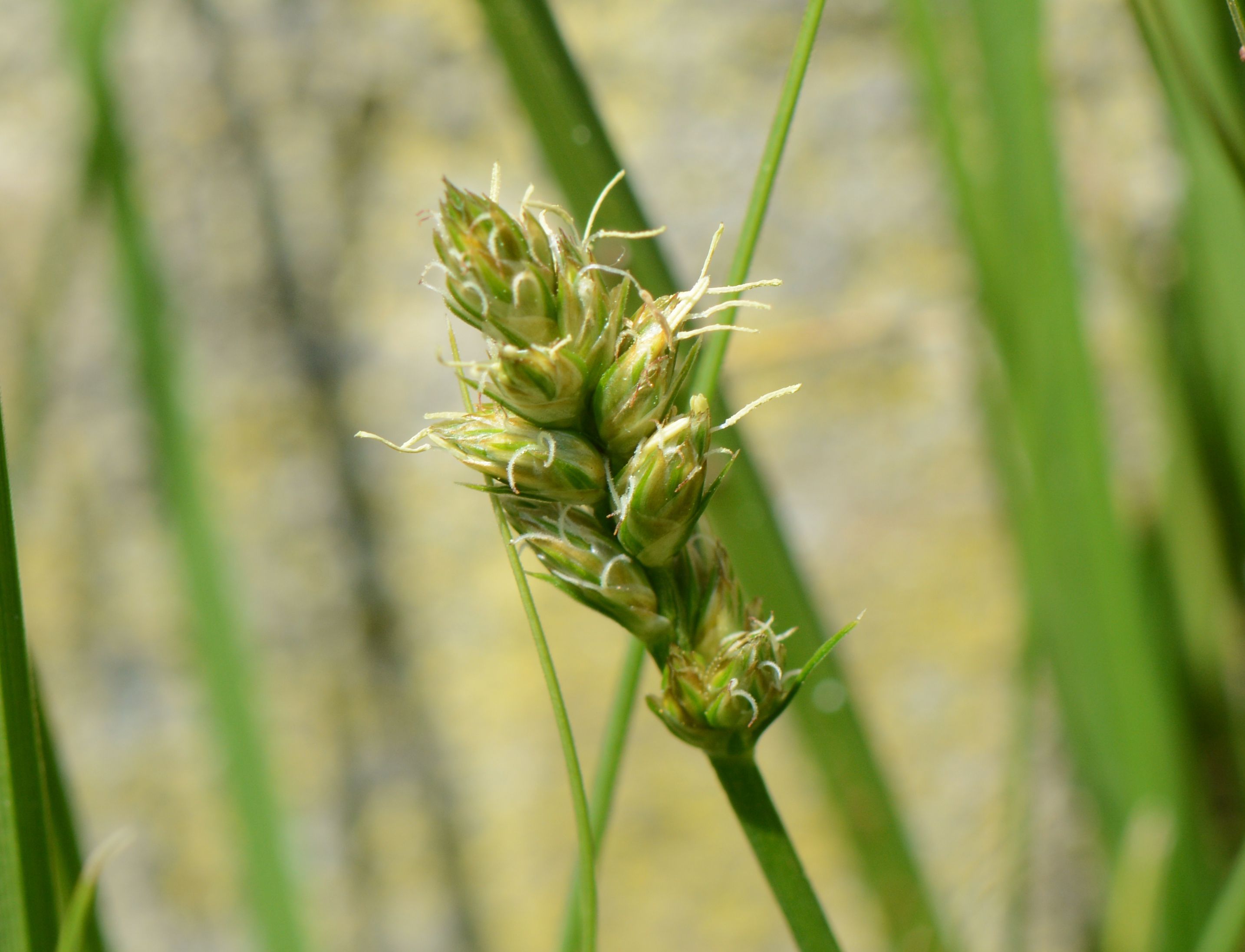 Carex pairae (door Erik van Dijk)