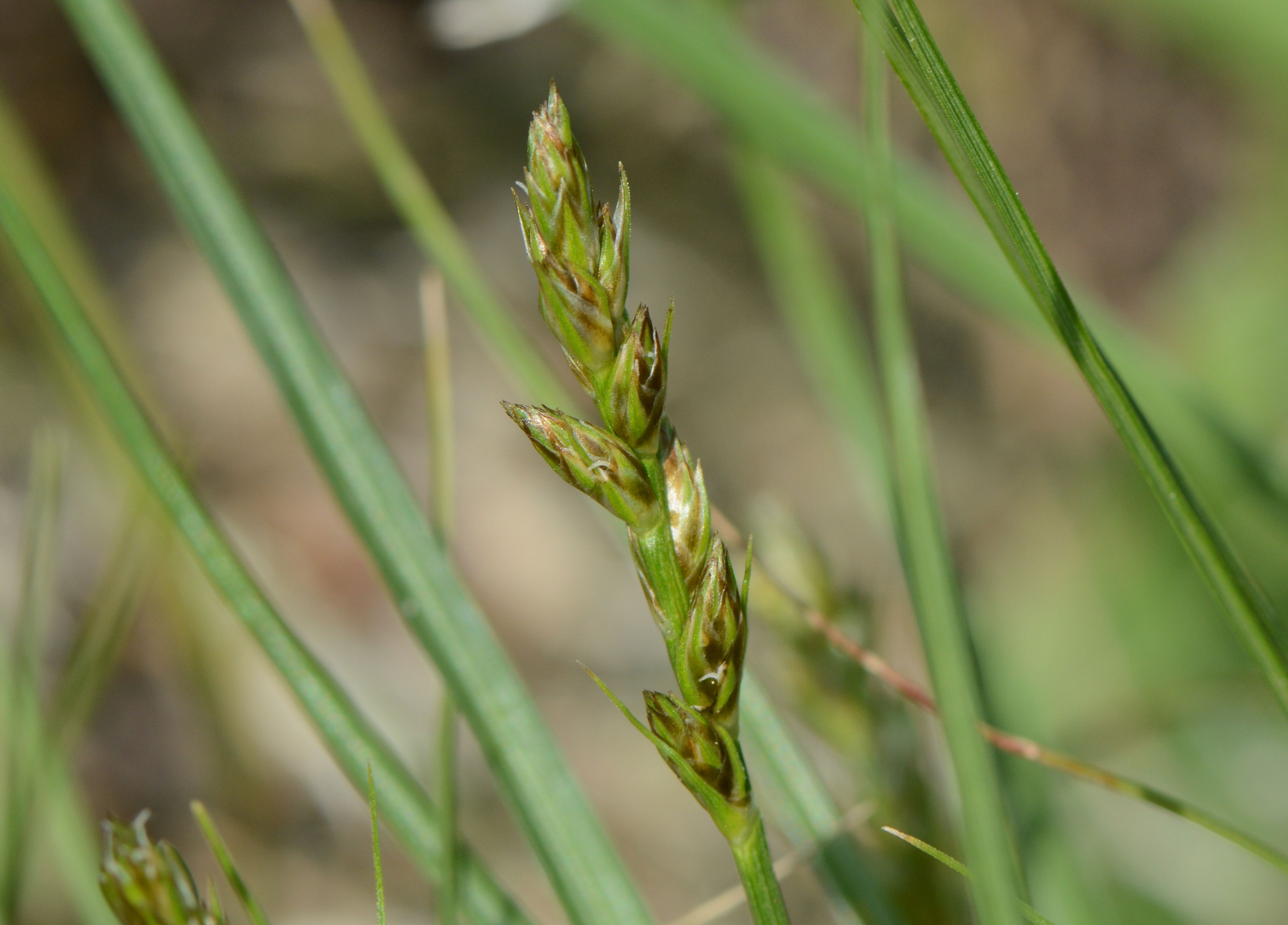 Carex pairae (door Erik van Dijk)