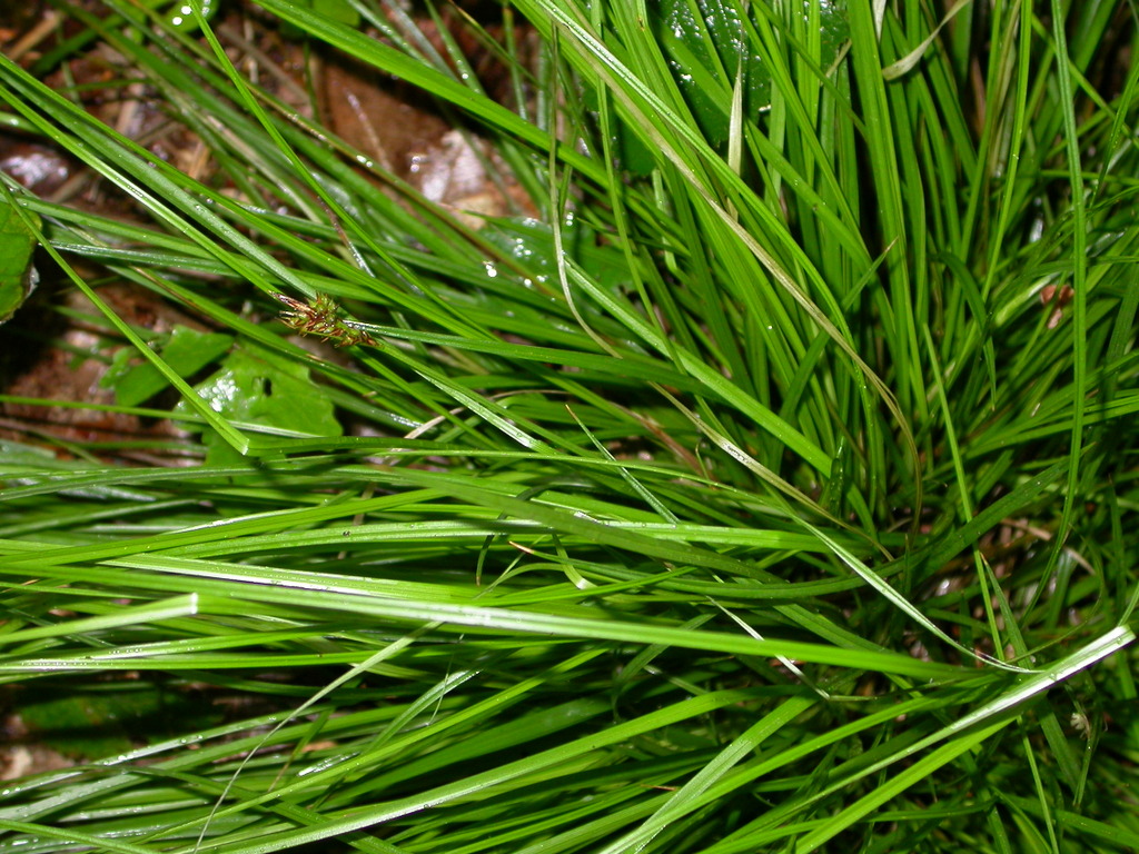 Carex pilulifera (door Peter Meininger)