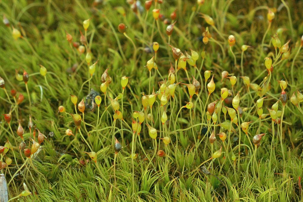 Dicranella cerviculata (door Jan Kersten)