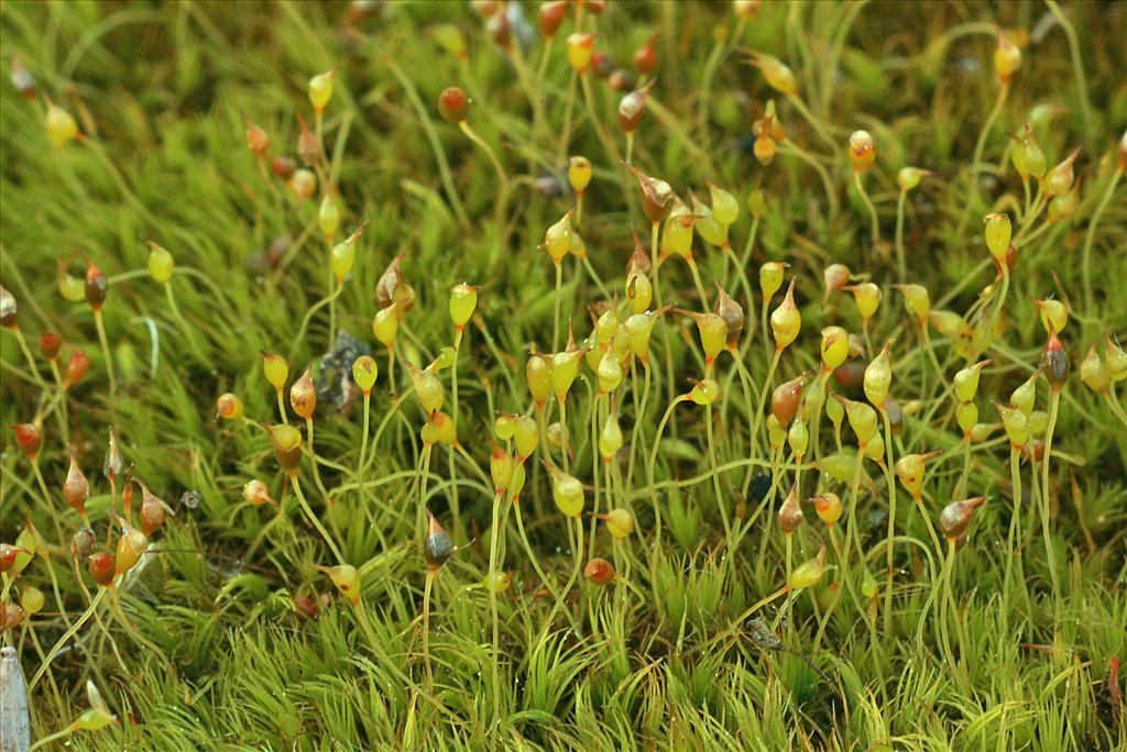 Dicranella cerviculata (door Jan Kersten)