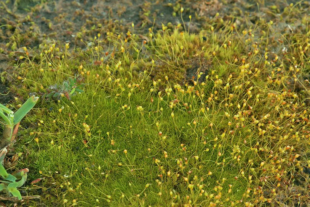 Dicranella cerviculata (door Jan Kersten)