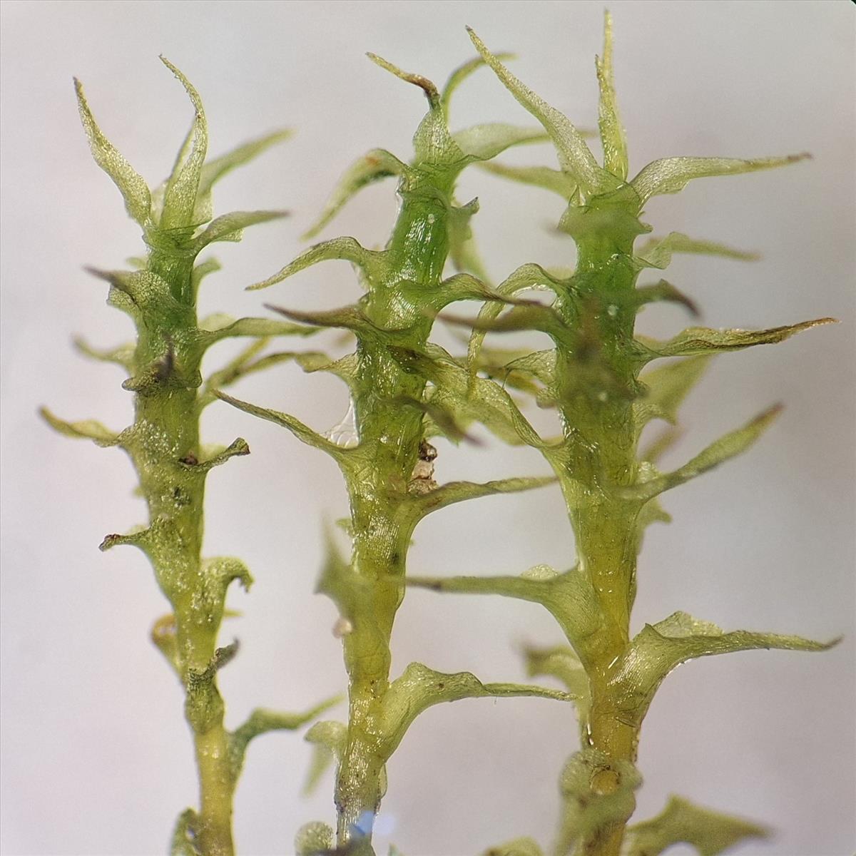 Dicranella schreberiana var. robusta (door Muriël Schouten)