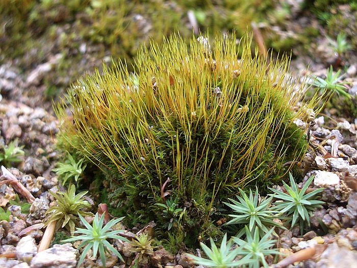 Dicranella rufescens (door Michael Lueth (www.milueth.de))