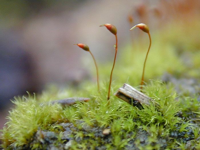 Dicranella schreberiana var. schreberiana (door Michael Lueth (www.milueth.de))