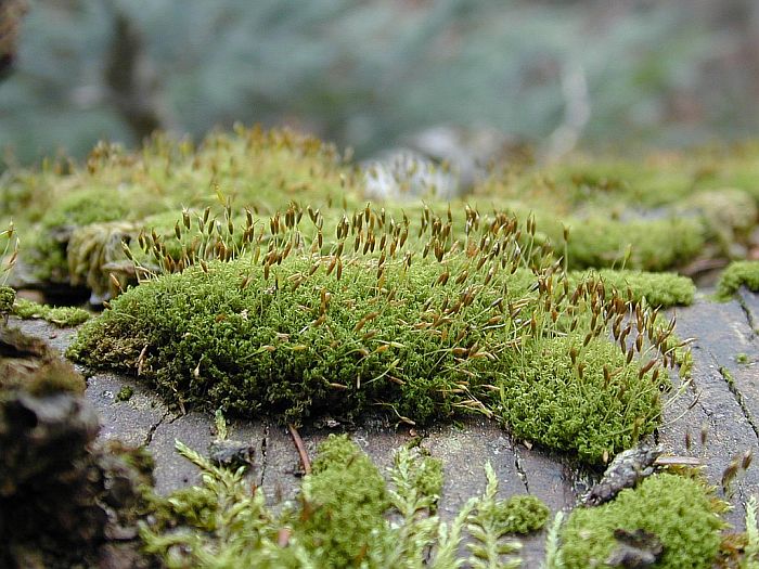 Dicranoweisia cirrata (door Michael Lueth (www.milueth.de))