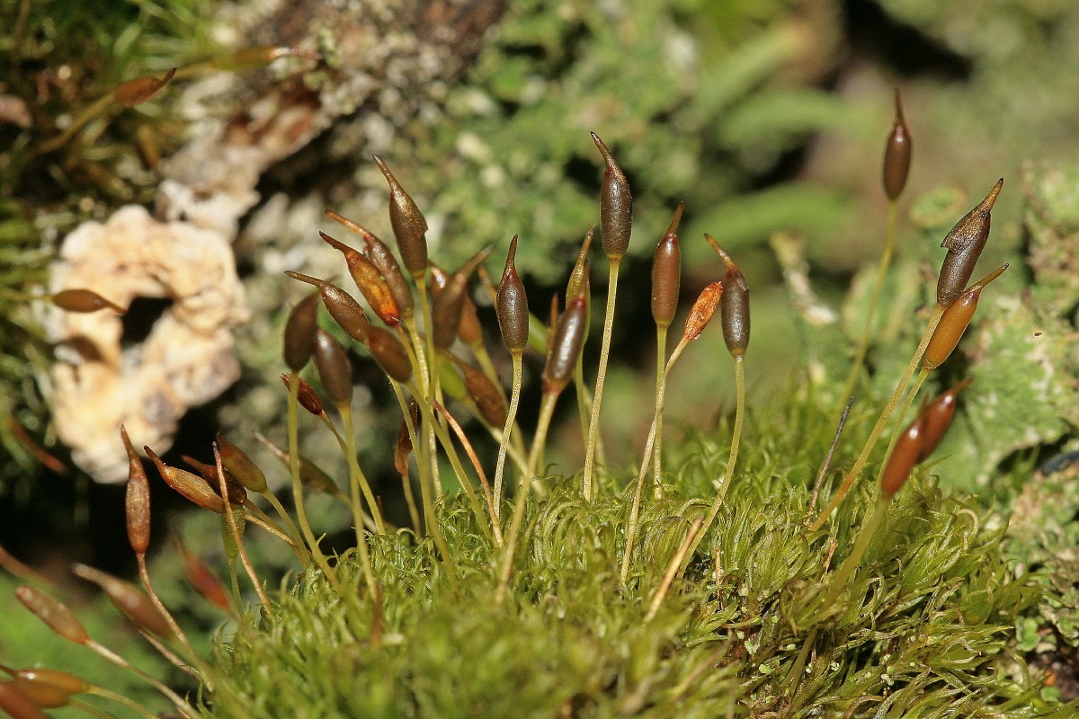 Dicranoweisia cirrata (door Jan Kersten)