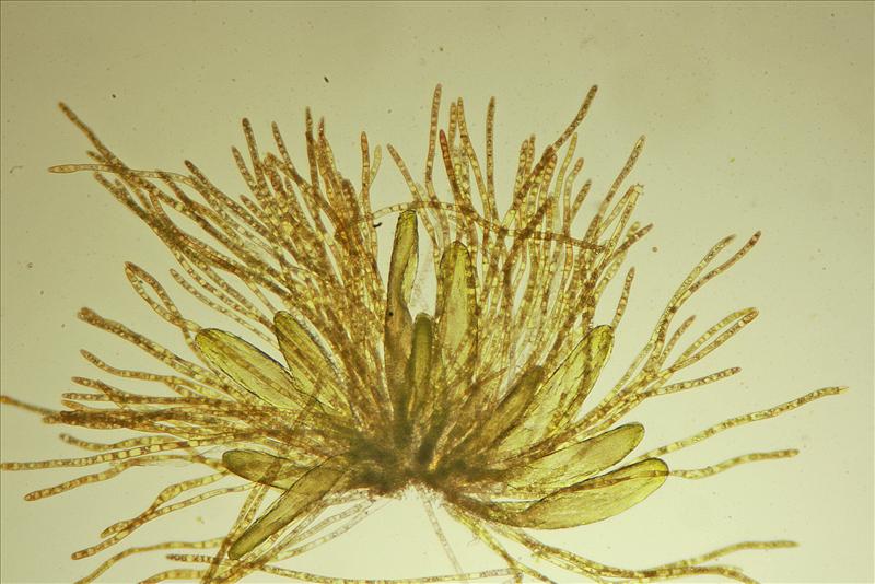 Dicranum scoparium (door Jan Kersten)