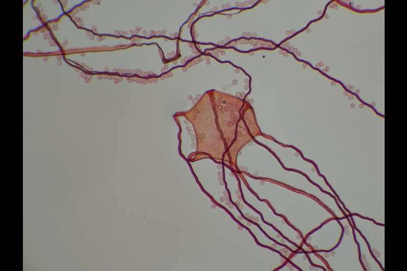 Dictydiaethalium plumbeum (door Hans van Hooff)