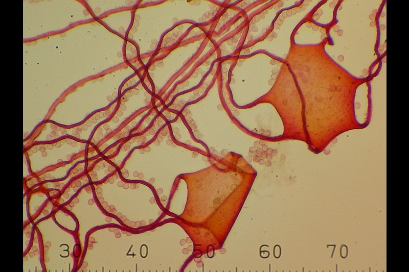 Dictydiaethalium plumbeum (door Hans van Hooff)