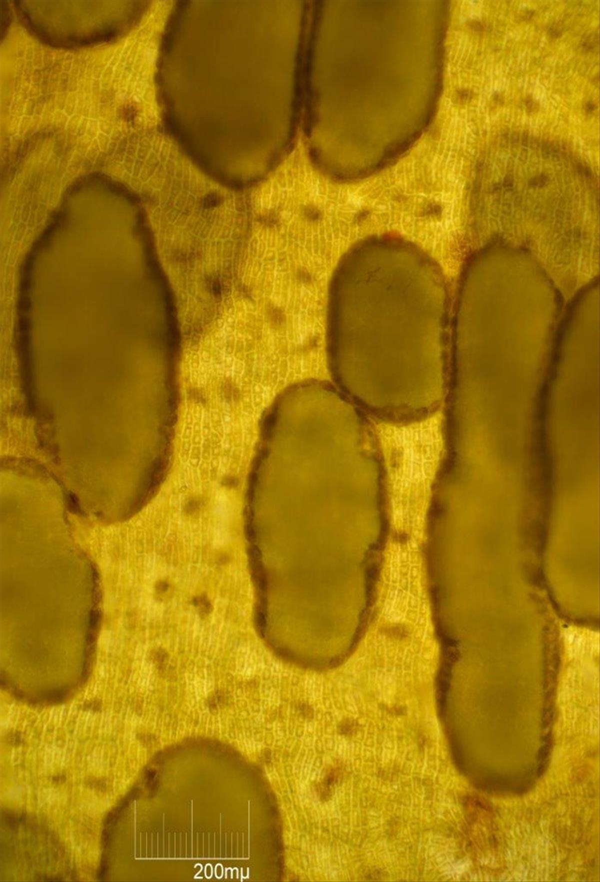 Dictyota dichotoma (door Mart Karremans)