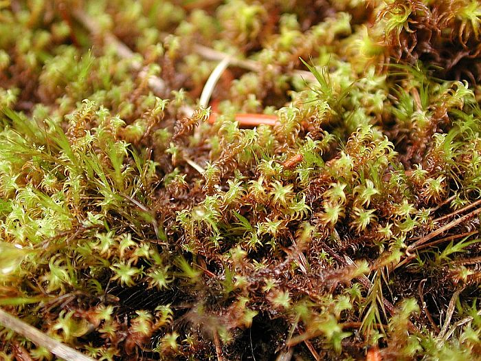 Didymodon ferrugineus (door Michael Lueth (www.milueth.de))