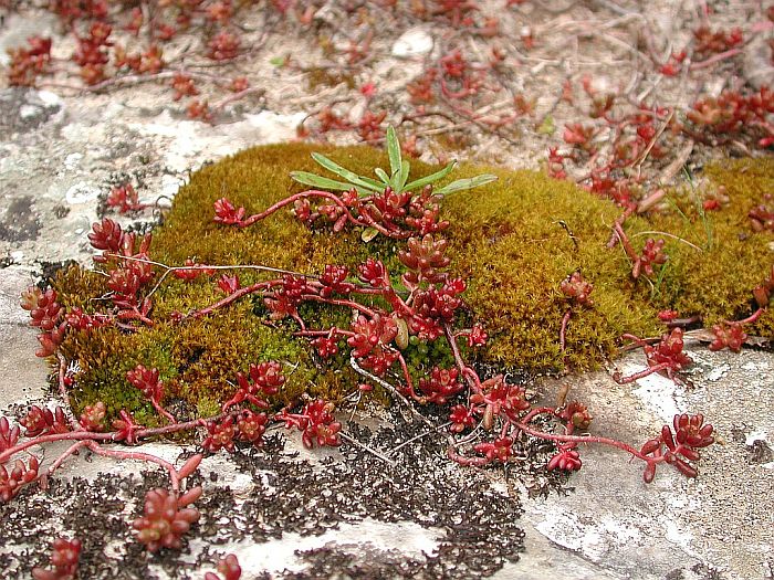 Didymodon vinealis (door Michael Lueth (www.milueth.de))