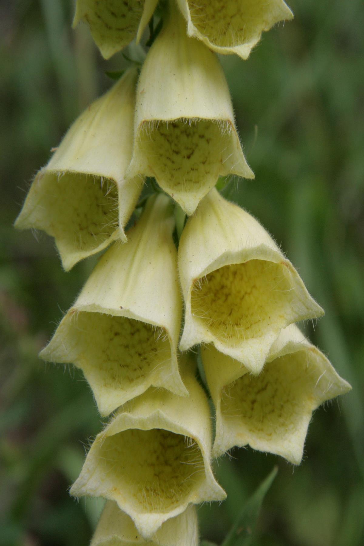 Digitalis grandiflora (door Lieuwe Haanstra)