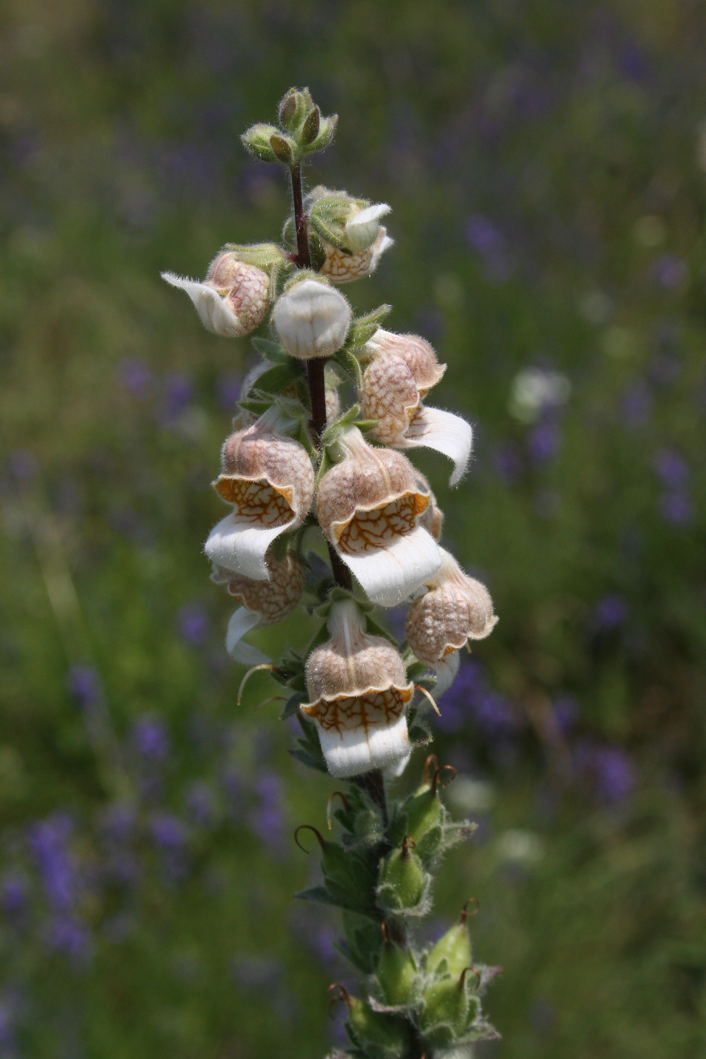 Digitalis lanata (door Lieuwe Haanstra)