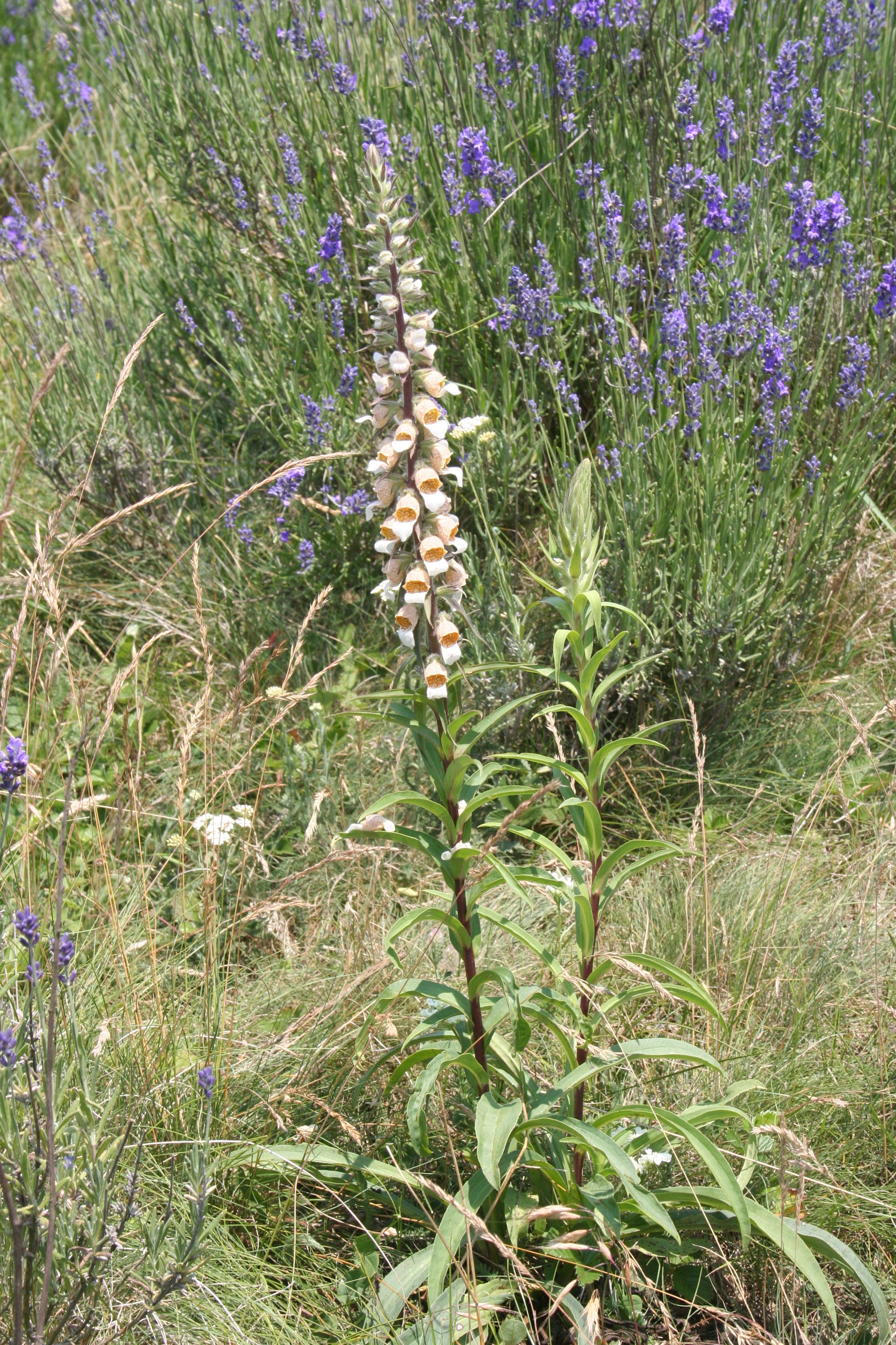 Digitalis lanata (door Lieuwe Haanstra)