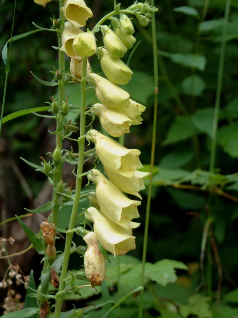 Digitalis grandiflora (door Adrie van Heerden)