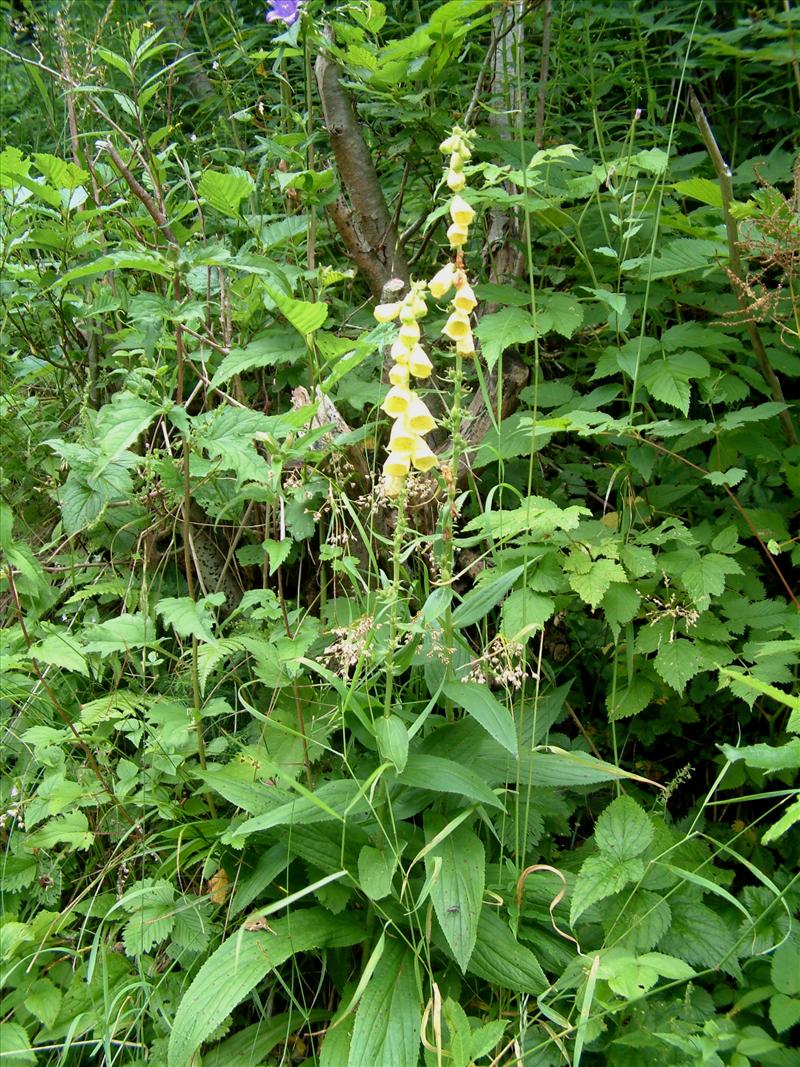 Digitalis grandiflora (door Adrie van Heerden)