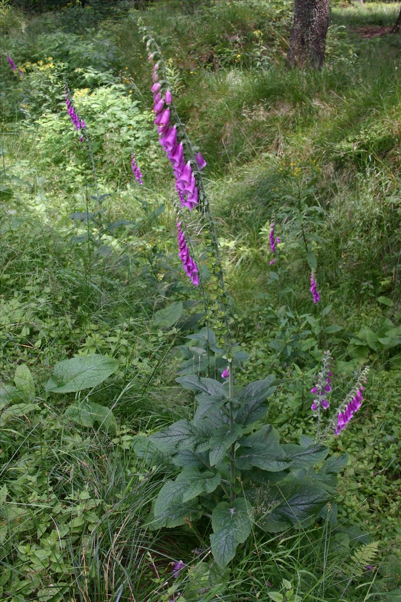 Digitalis purpurea (door Niels Jeurink)