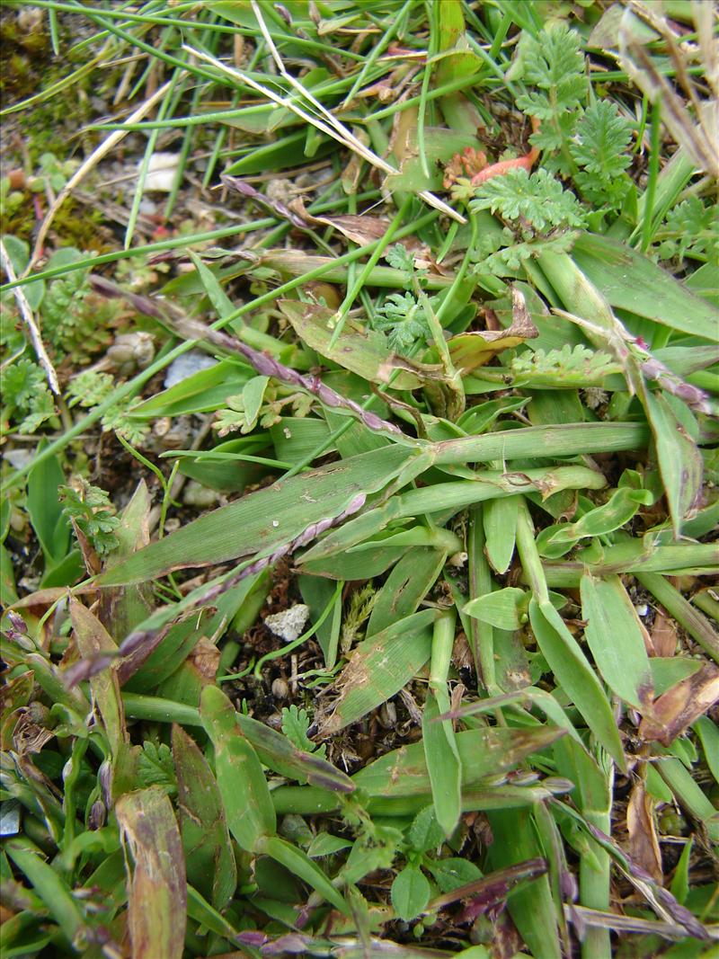 Digitaria ischaemum (door Adrie van Heerden)