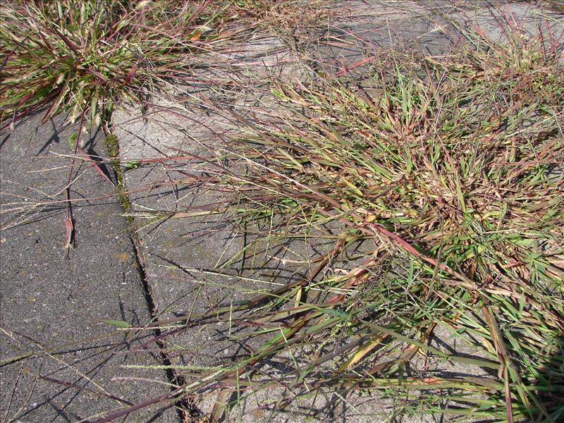 Digitaria ischaemum (door Adrie van Heerden)