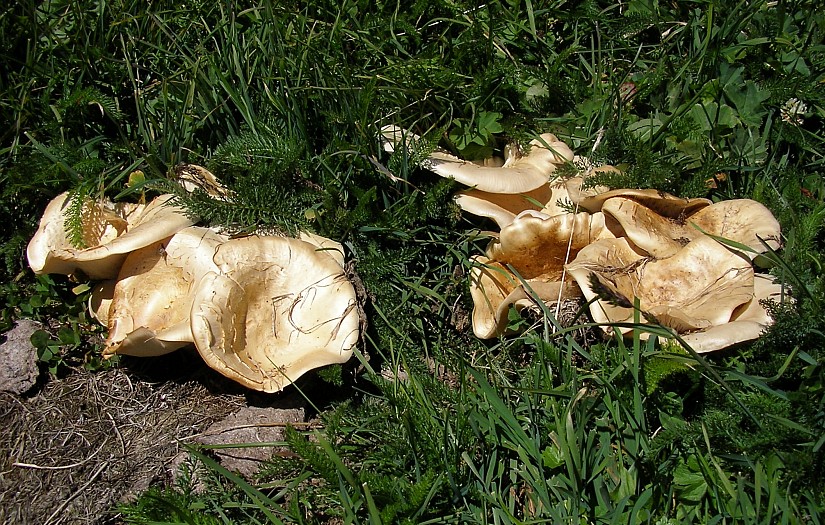 Leucopaxillus giganteus (door Aldert Gutter)