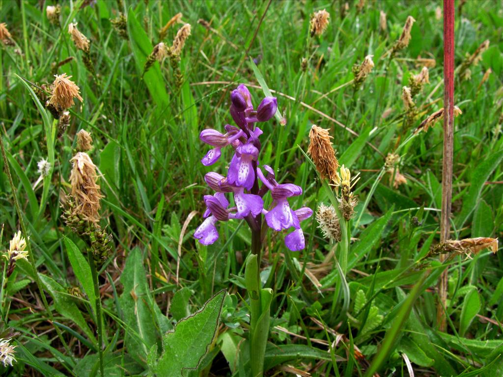 Anacamptis morio (door J.L.J. Wolfs)