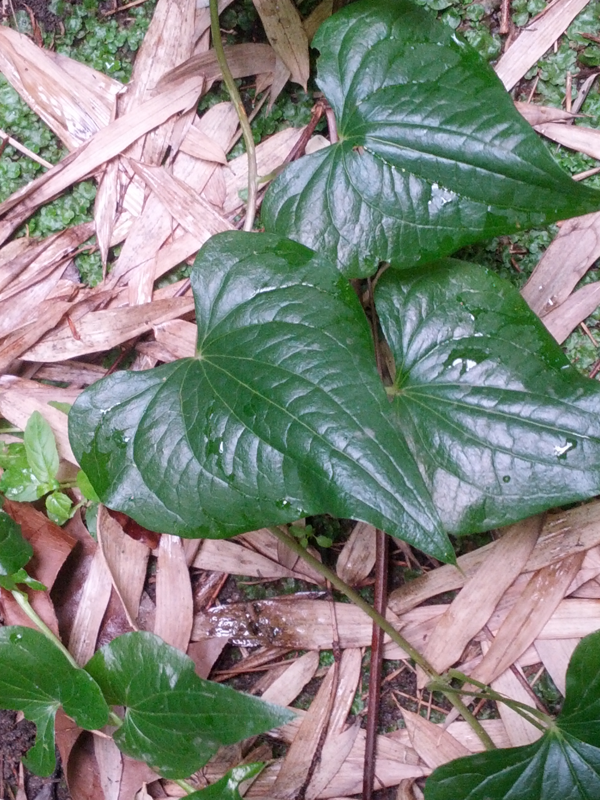 Dioscorea communis (door Ruud Beringen)