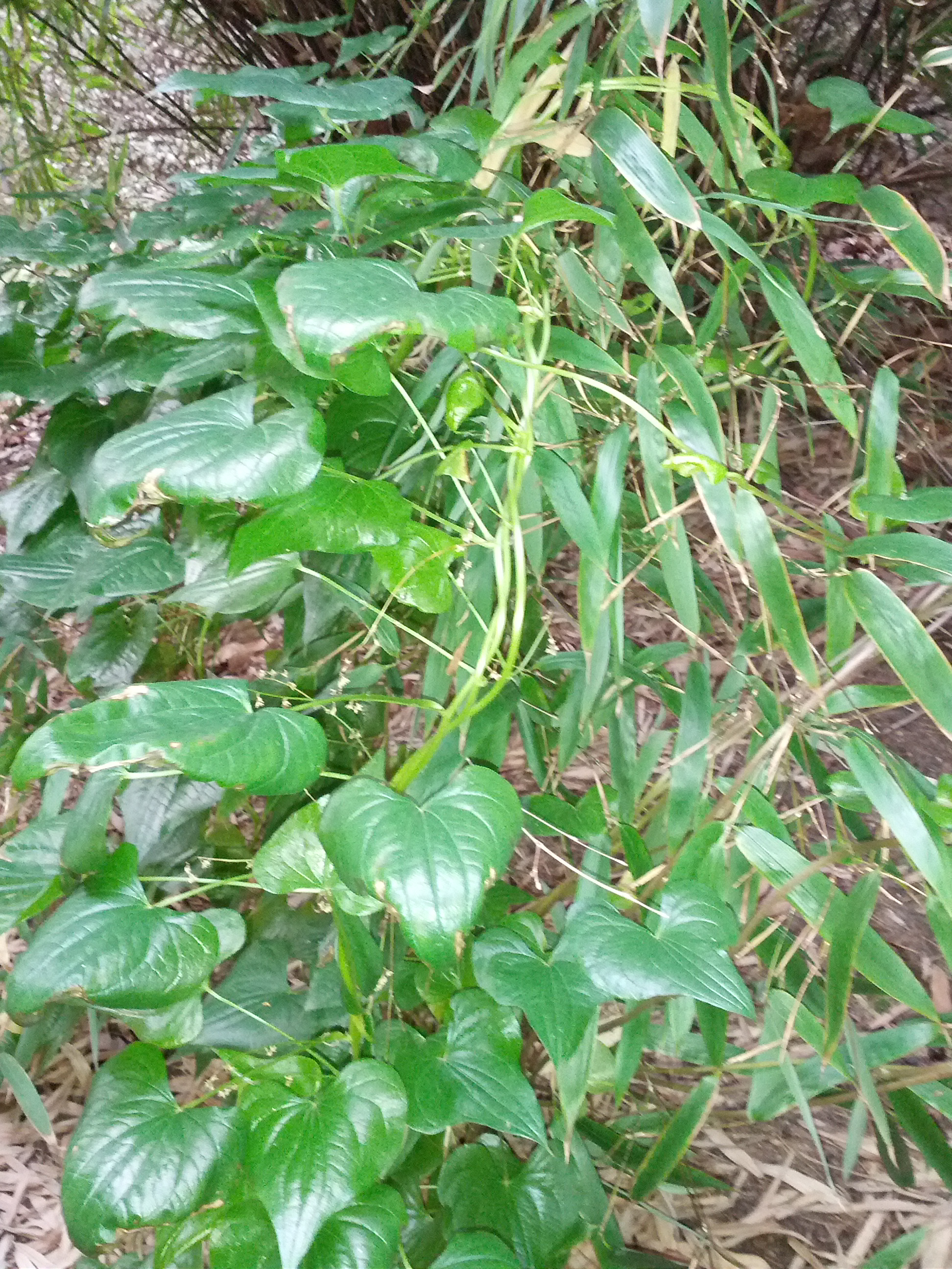 Dioscorea communis (door Ruud Beringen)