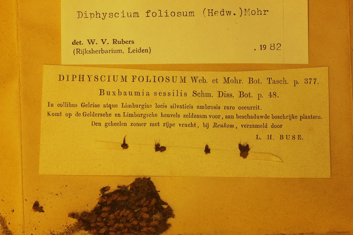 Diphyscium foliosum (door Laurens Sparrius)