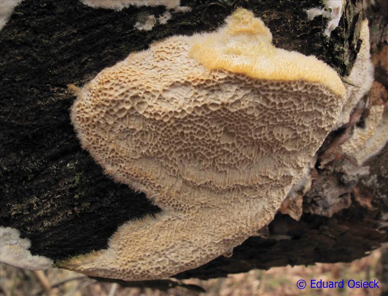 Diplomitoporus flavescens (door Eduard Osieck)