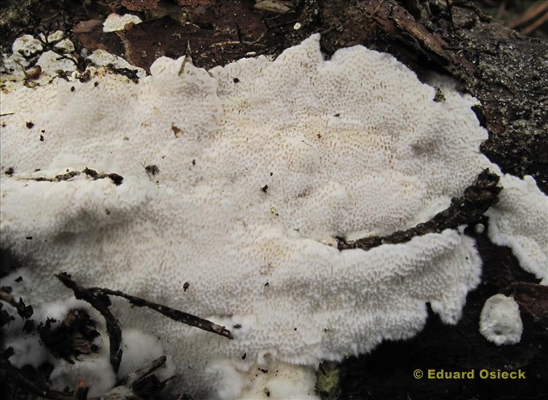 Cinereomyces lindbladii (door Eduard Osieck)