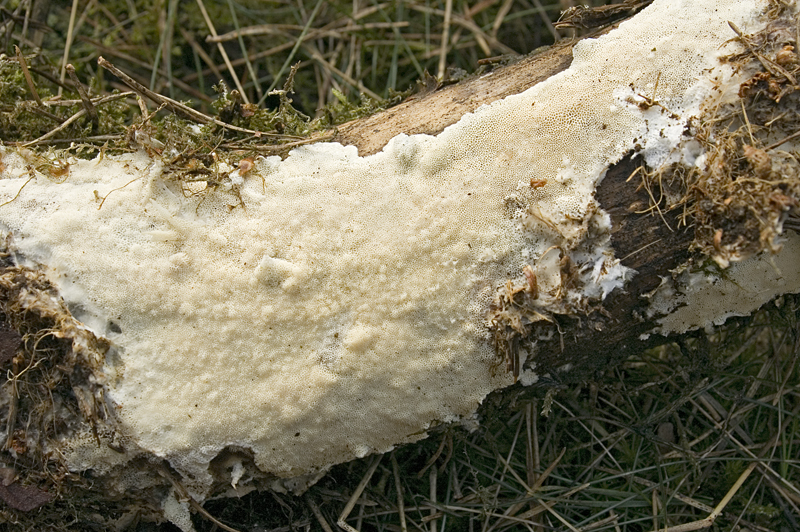 Cinereomyces lindbladii (door Nico Dam)