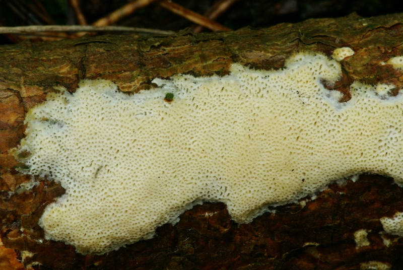 Diplomitoporus flavescens (door Henk Remijn)